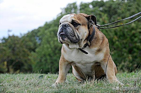 格力犬格林的最新配種照，展現(xiàn)速度與力量的完美結合